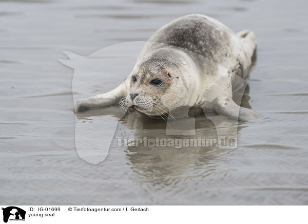young seal / IG-01699