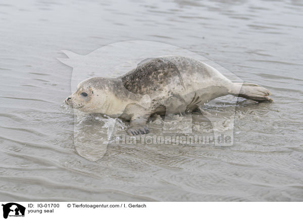 young seal / IG-01700