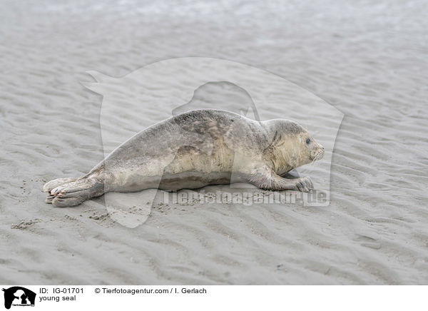 junger Seehund / young seal / IG-01701