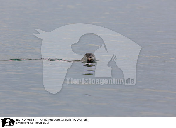 swimming Common Seal / PW-08381