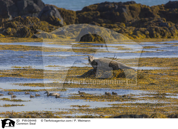 Seehund / Common Seal / PW-08446
