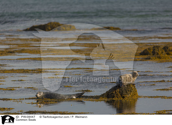 Common Seals / PW-08447