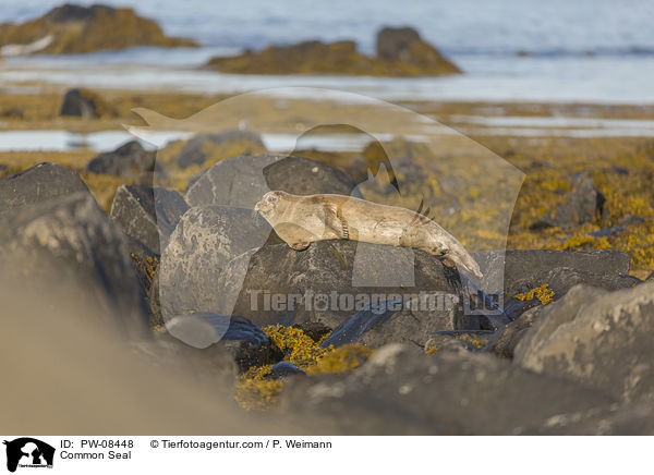 Common Seal / PW-08448