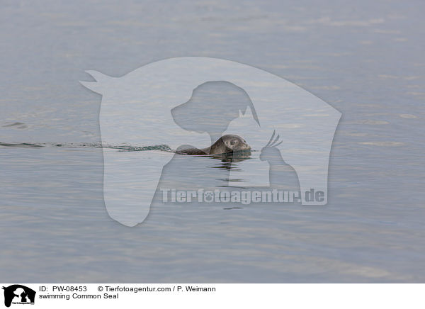 swimming Common Seal / PW-08453
