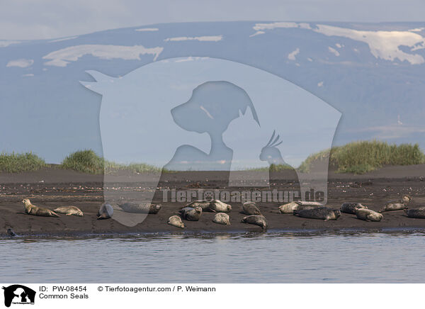Seehunde / Common Seals / PW-08454