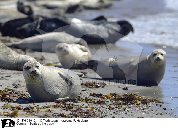 Common Seals at the beach / FH-01012