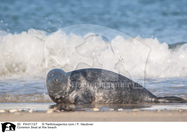 Seehund am Strand / Common Seal at the beach / FH-01127