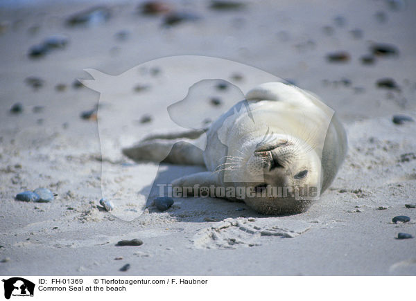 Common Seal at the beach / FH-01369
