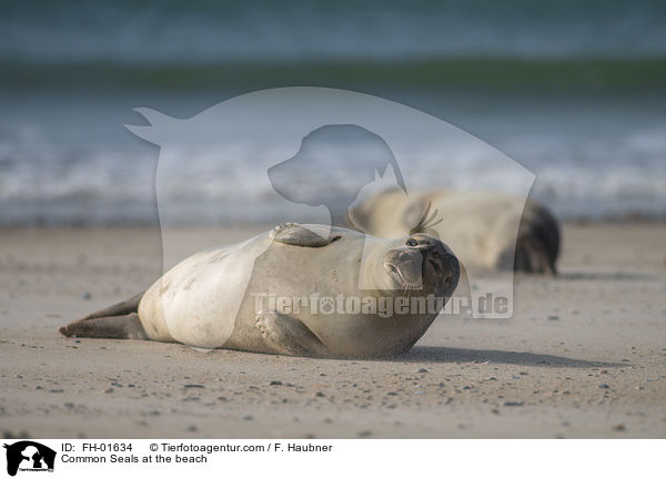 Seehunde am Strand / Common Seals at the beach / FH-01634