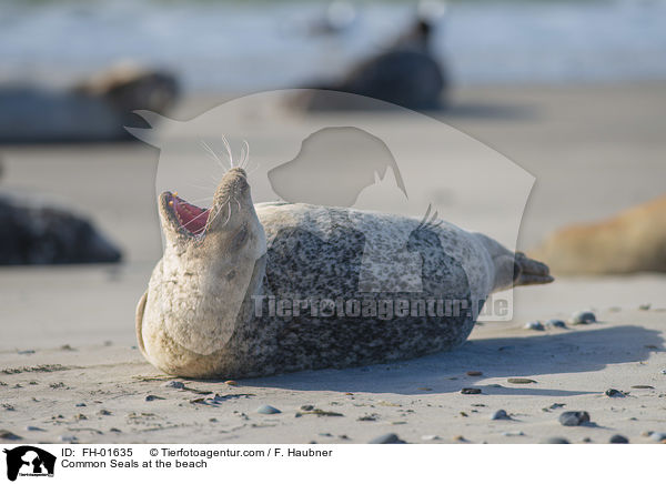 Seehunde am Strand / Common Seals at the beach / FH-01635