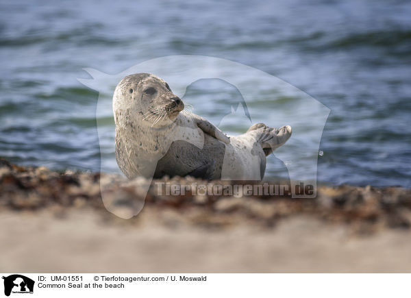 Common Seal at the beach / UM-01551