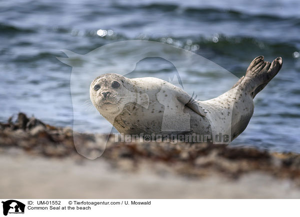 Seehund am Strand / Common Seal at the beach / UM-01552