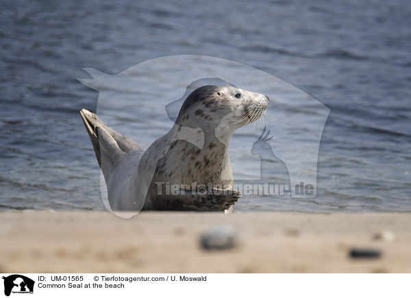 Seehund am Strand / Common Seal at the beach / UM-01565