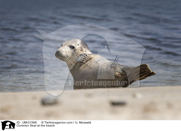 Seehund am Strand / Common Seal at the beach / UM-01566
