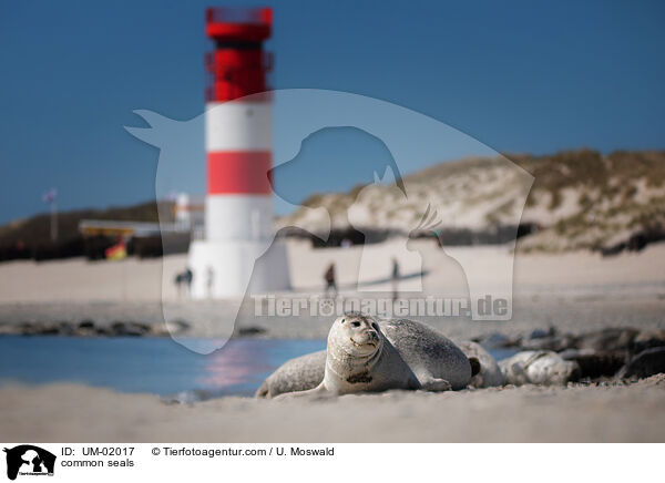 Seehunde / common seals / UM-02017