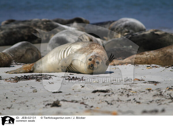 common seals / JEB-02131