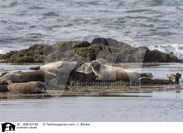 Seehunde / common seals / JEB-02192