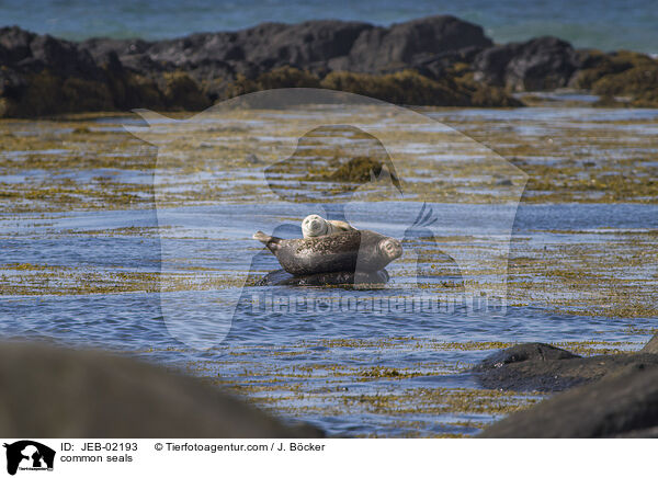 Seehunde / common seals / JEB-02193