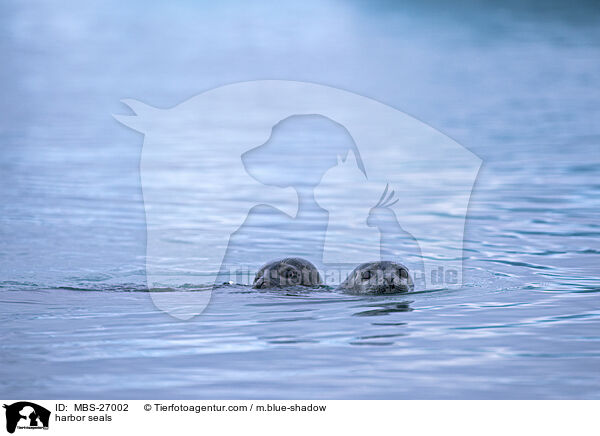 Seehunde / harbor seals / MBS-27002