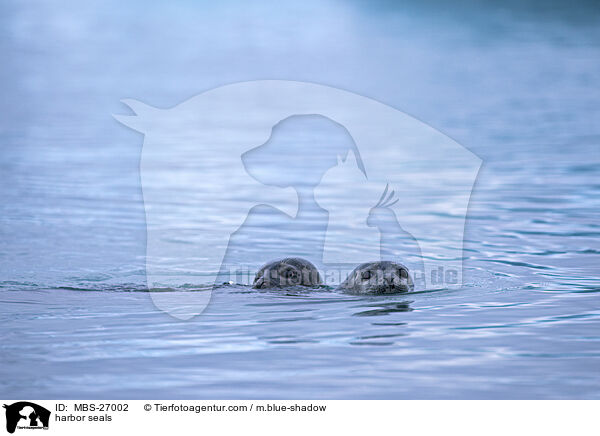 harbor seals / MBS-27002