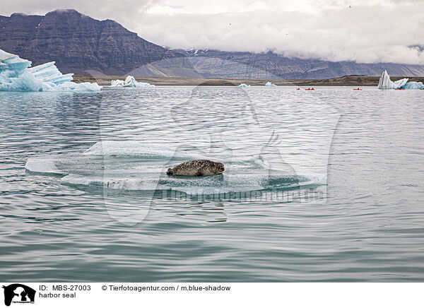 harbor seal / MBS-27003