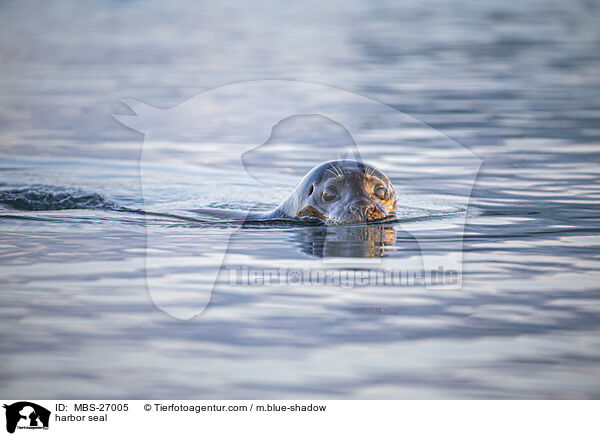 Seehund / harbor seal / MBS-27005