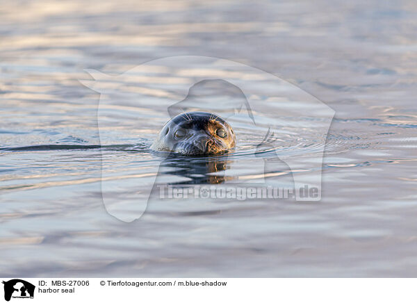 Seehund / harbor seal / MBS-27006