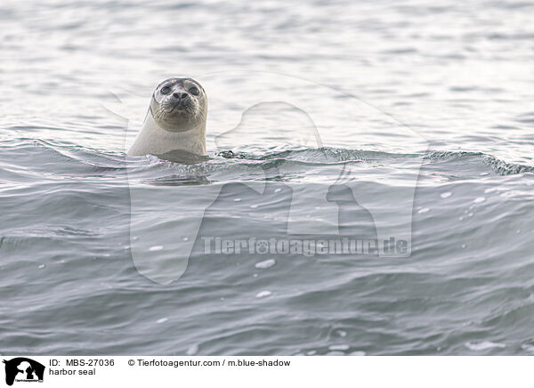 harbor seal / MBS-27036