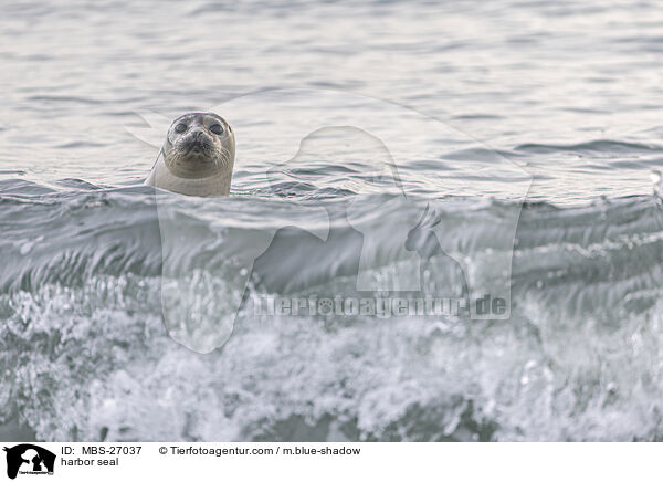 harbor seal / MBS-27037