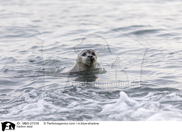 Seehund / harbor seal / MBS-27038