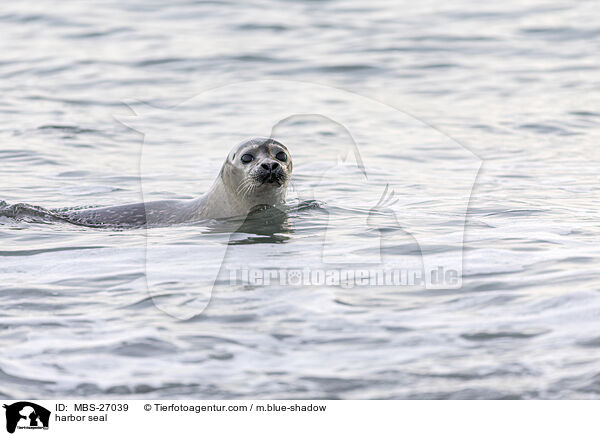 harbor seal / MBS-27039