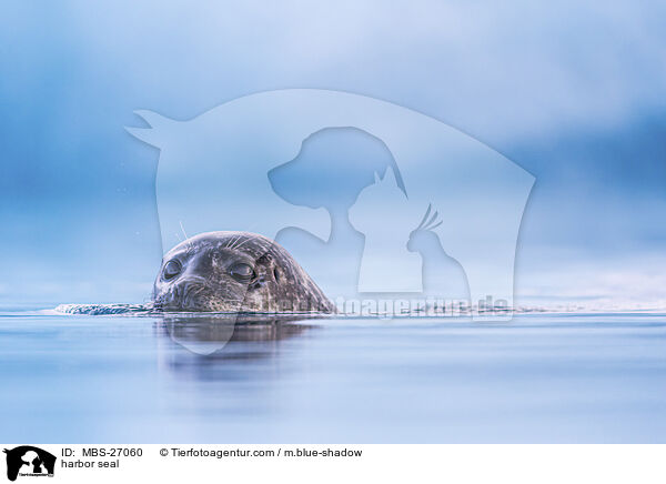 Seehund / harbor seal / MBS-27060