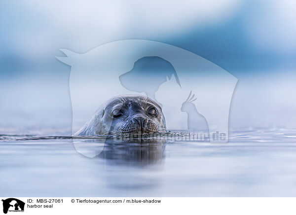 Seehund / harbor seal / MBS-27061