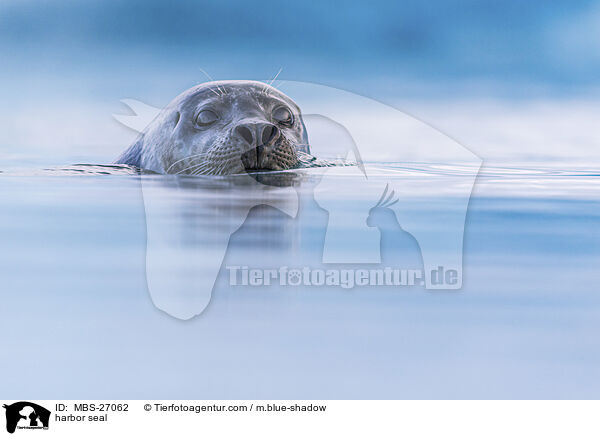 Seehund / harbor seal / MBS-27062