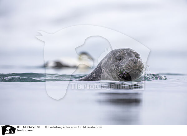harbor seal / MBS-27070
