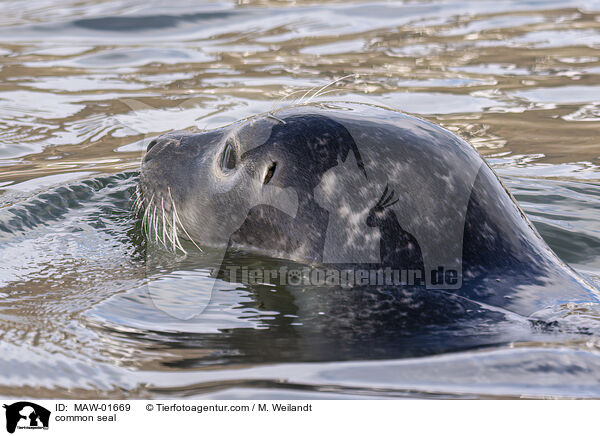 Seehund / common seal / MAW-01669