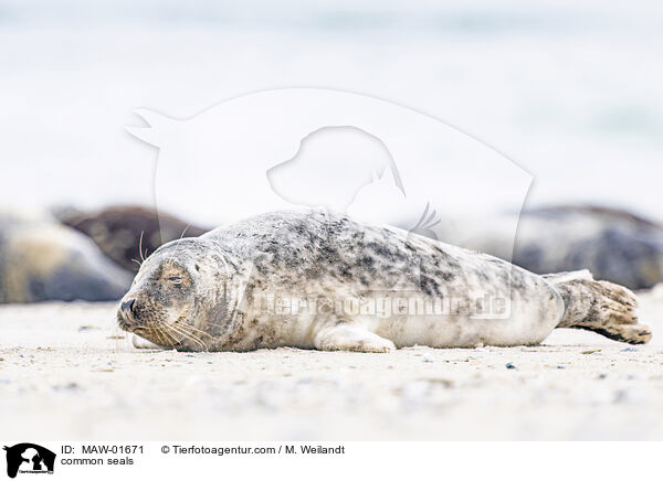 Seehunds / common seals / MAW-01671