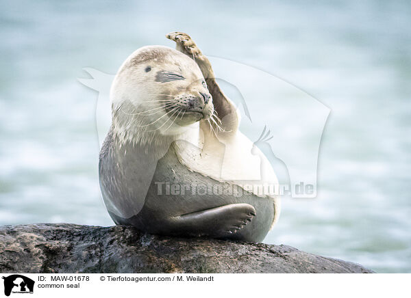 Seehund / common seal / MAW-01678