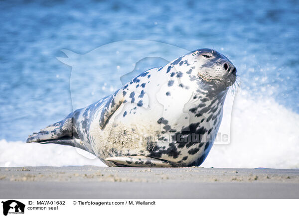 Seehund / common seal / MAW-01682