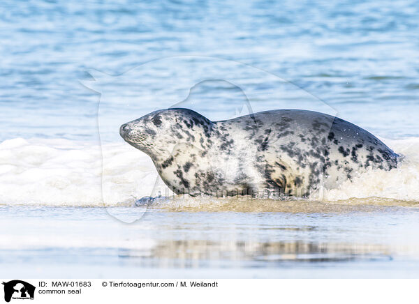 Seehund / common seal / MAW-01683