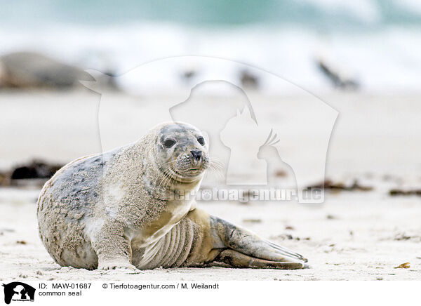 Seehund / common seal / MAW-01687
