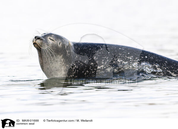 Seehund / common seal / MAW-01688