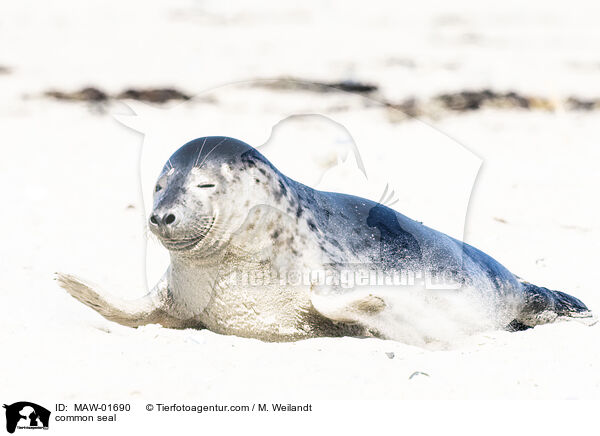 Seehund / common seal / MAW-01690