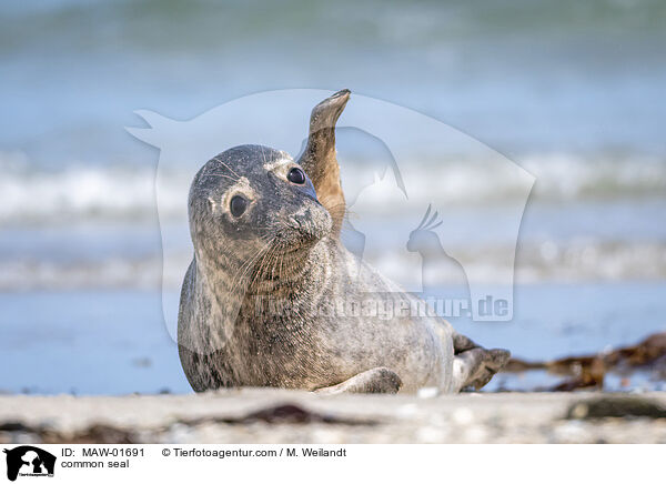 Seehund / common seal / MAW-01691