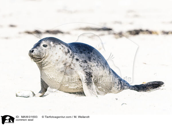 common seal / MAW-01693