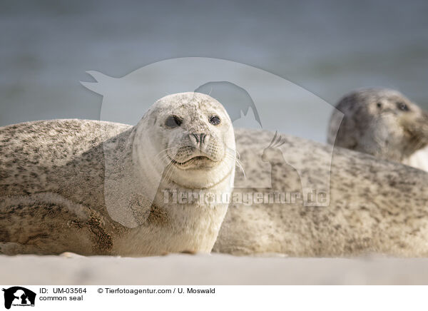 common seal / UM-03564