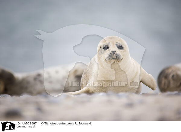 Seehund / common seal / UM-03567
