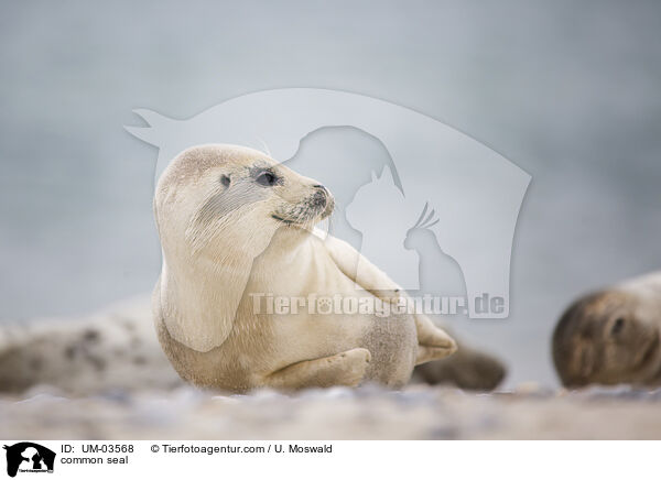 common seal / UM-03568