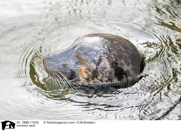 Seehund / common seal / DMS-11052