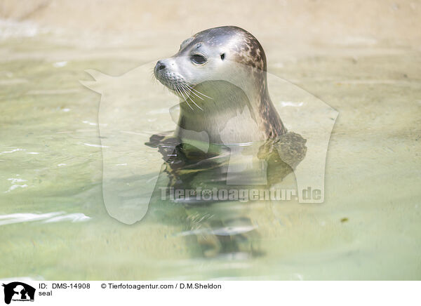 seal / DMS-14908